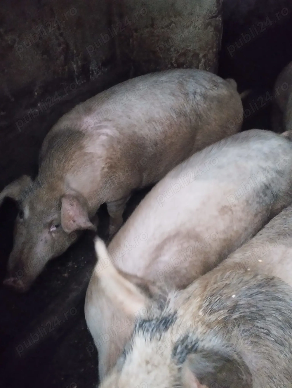 Vand Porci de carne Timisoara