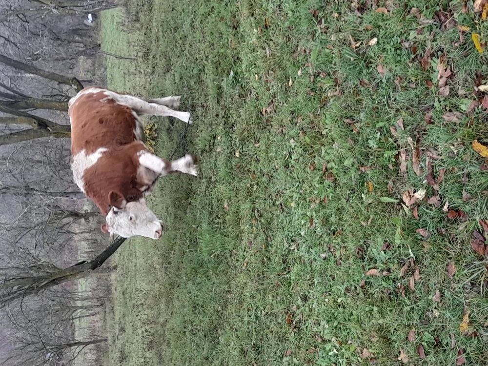 Vând juninca gestantă ,tăuraș, și două vițele 