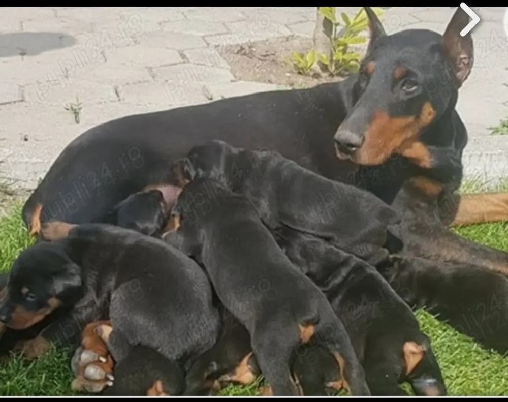 Căței doberman