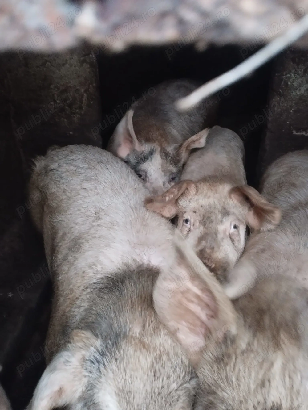 Vand Porci Timisoara