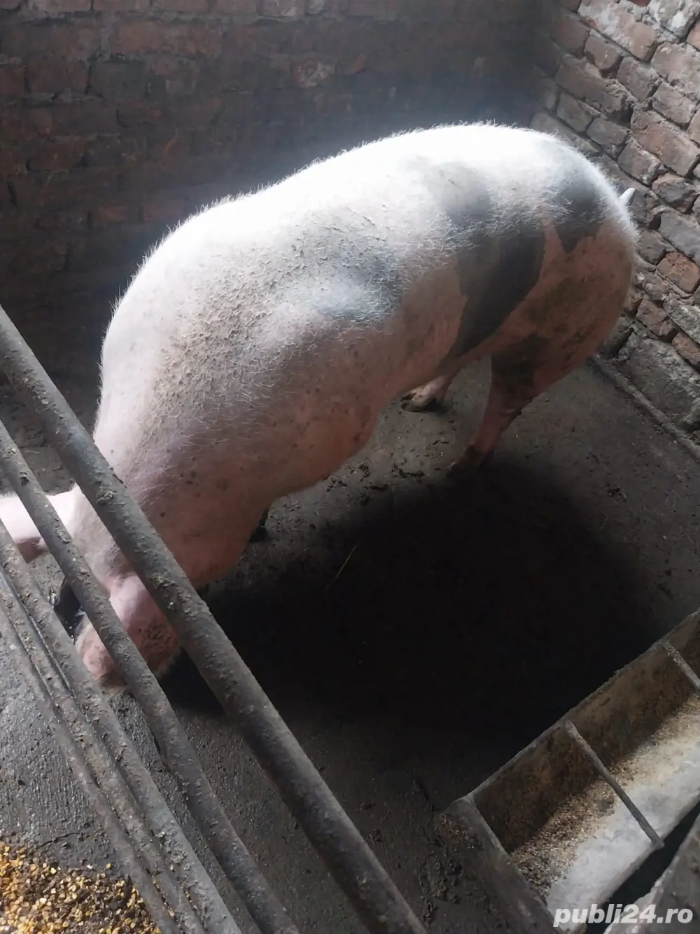 15 lei kg mai multe detali la numarul de telefon din anunt 