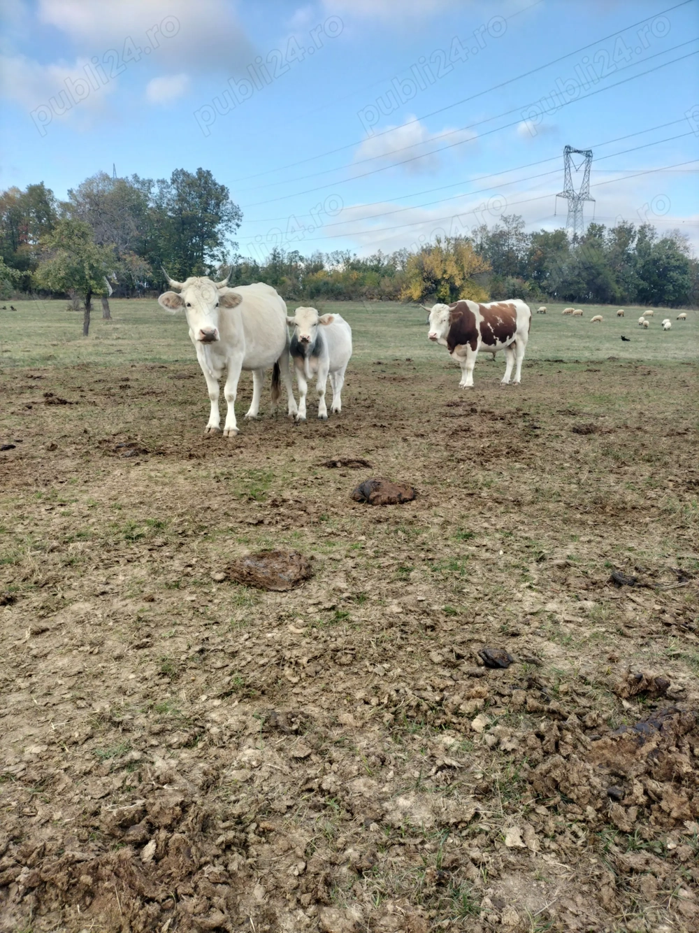 Vand taurasi si juninci