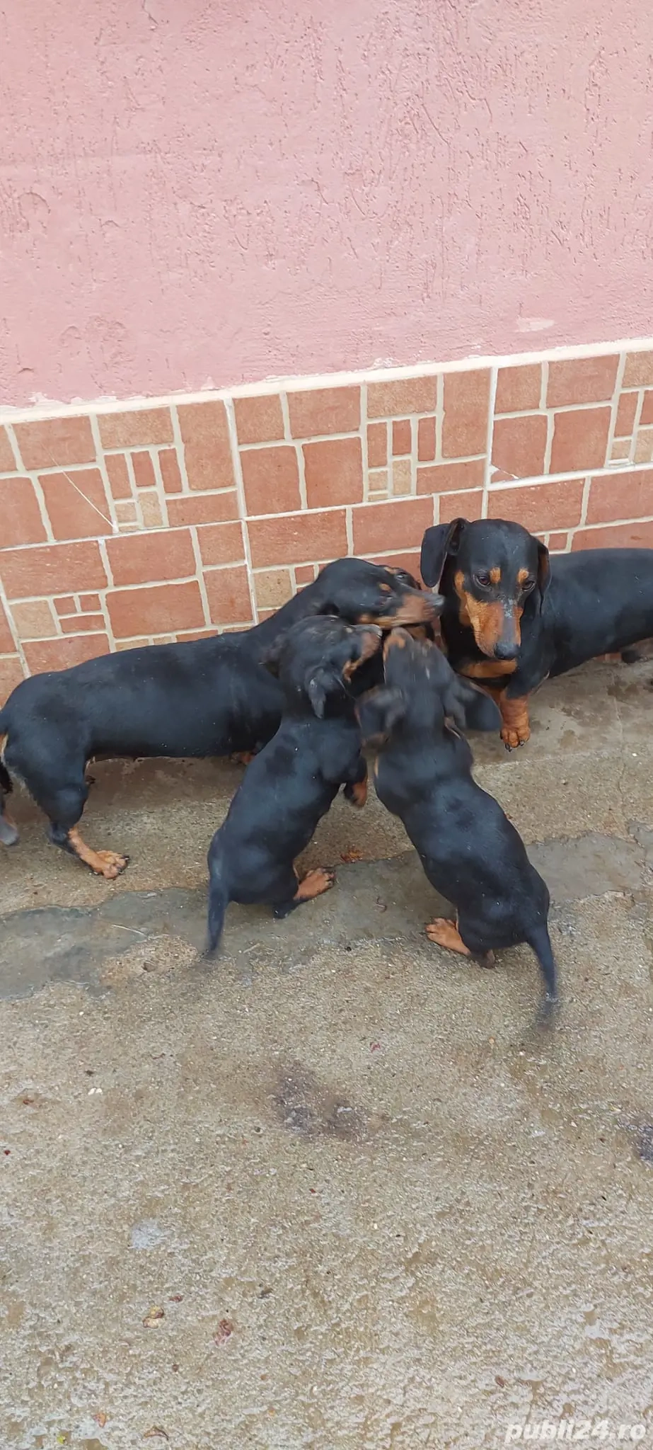 Vînd căței rasa tekel 