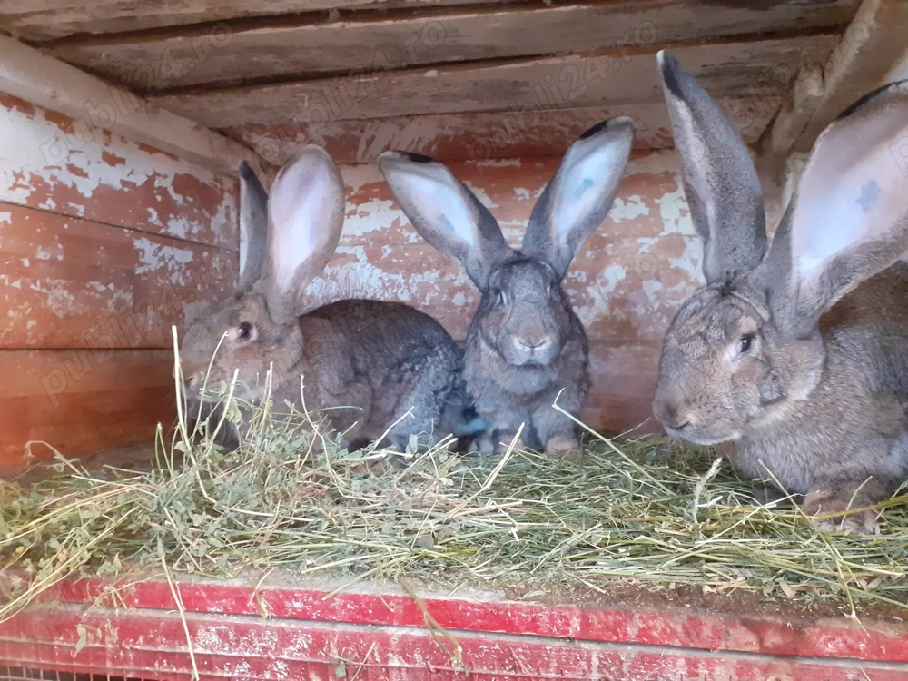 Urias german femele și masculi 