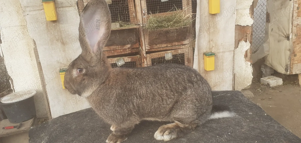 Urias german femele disponibile 