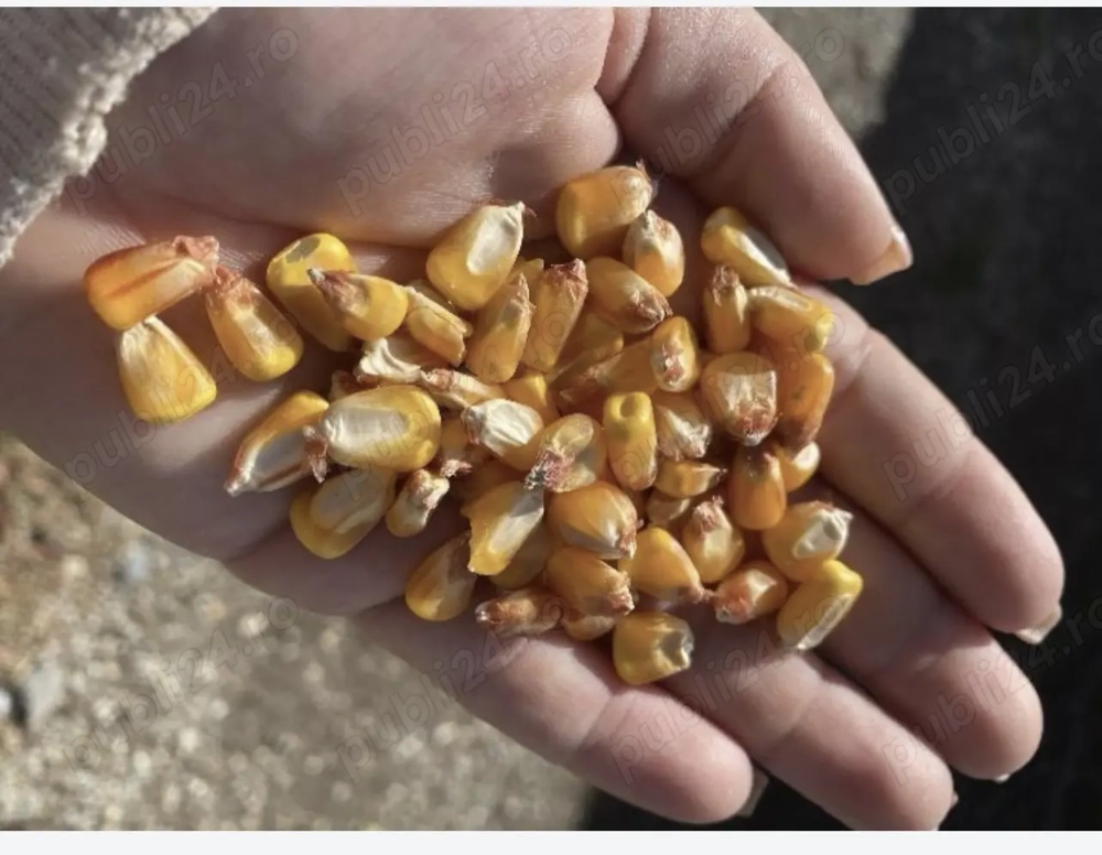 Porumb productia anului 2025 negociabil