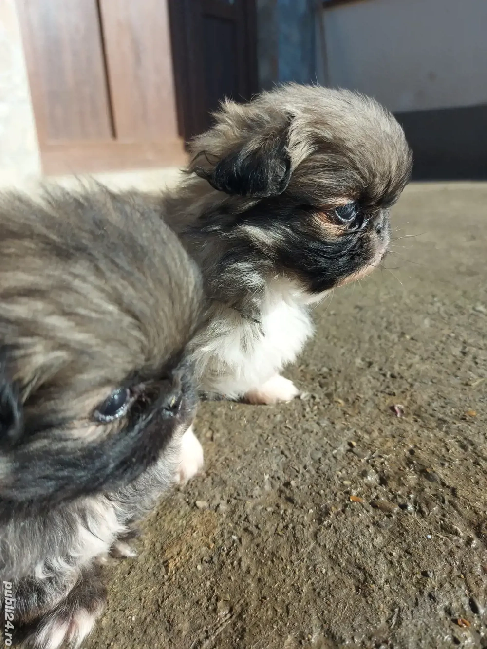 Fetița si băiat , cadoul perfect , părinții se pot vedea în poze