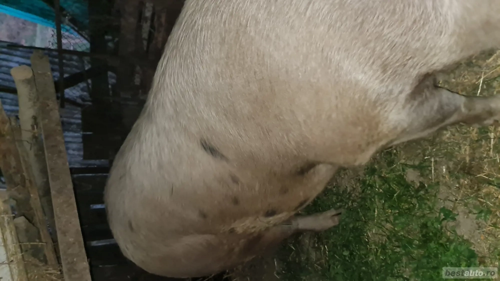 Vând porci marele alb 300kg Șoimuș 