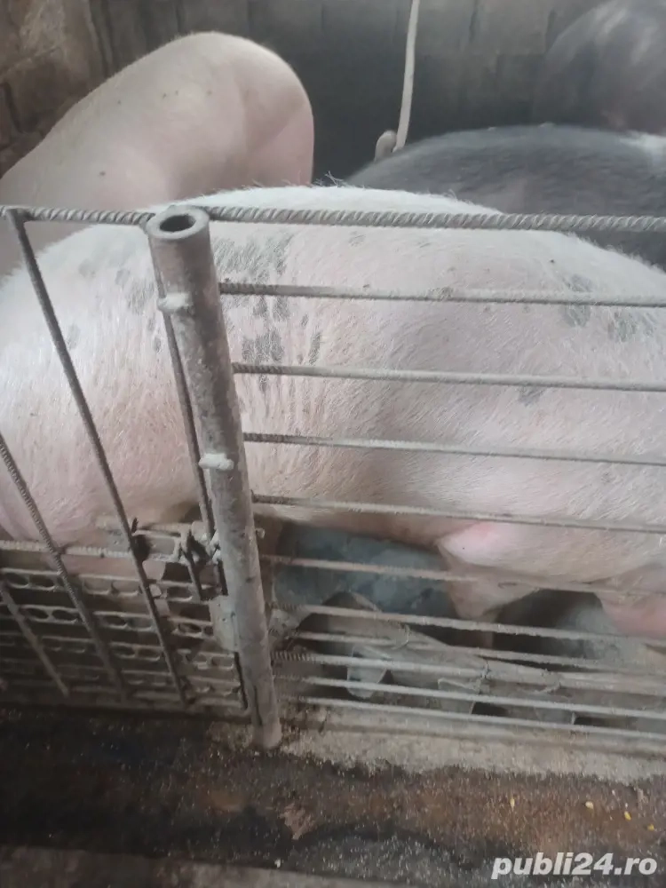 de vanzare 3porci