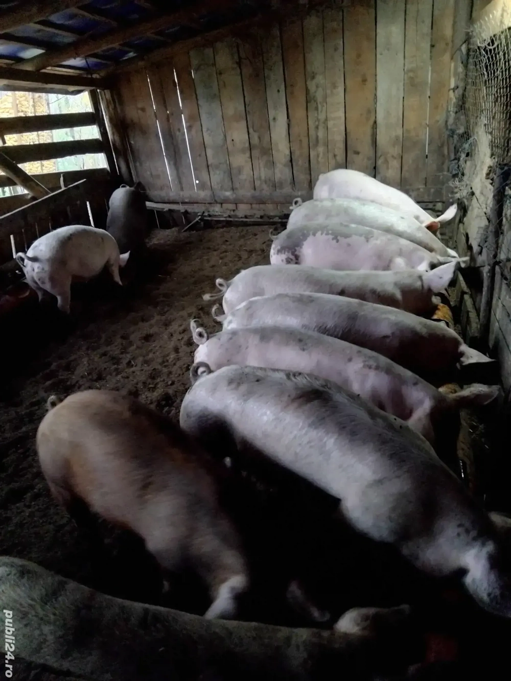 grăsuni de vânzare 