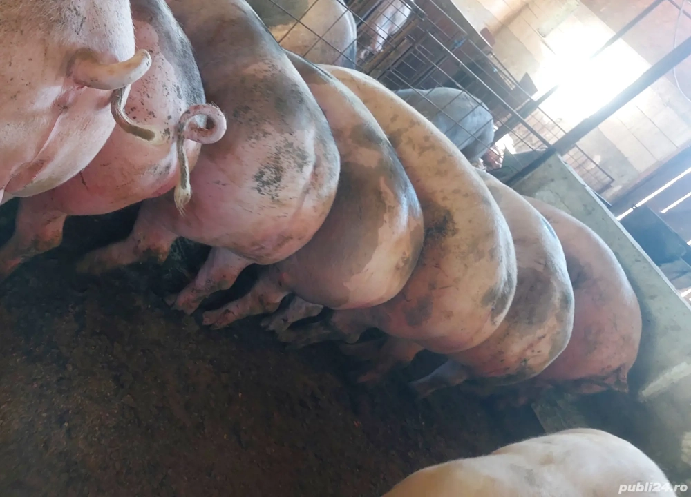 Porci pt sacrificat 160-270 kg