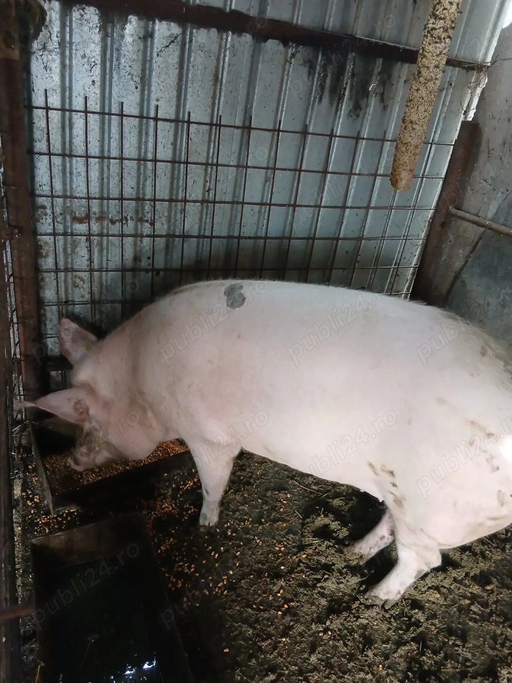 Porci de vanzare