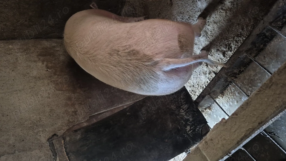 Vând porci aproximativ 200 kg -Valea Chintaului 