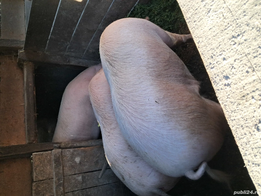 porci de vânzare 