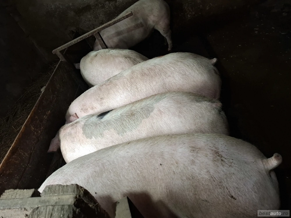 Vand porci pentru Carciun .(Crescuți ca pe vremuri!) 