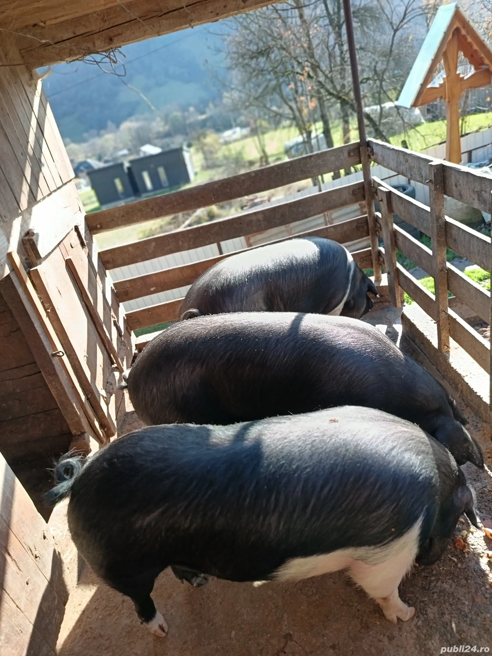vând porci 