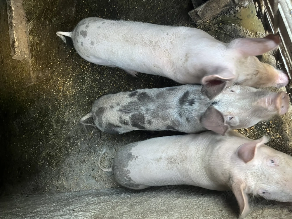 Grasuni!!!!!!!!!!!!!