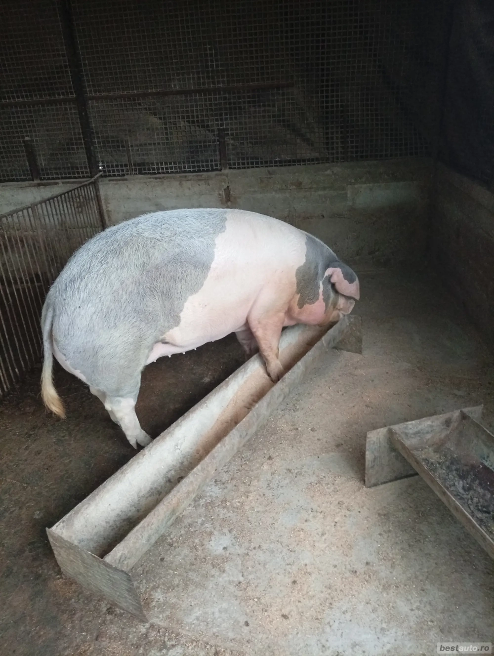 porc 250kg
