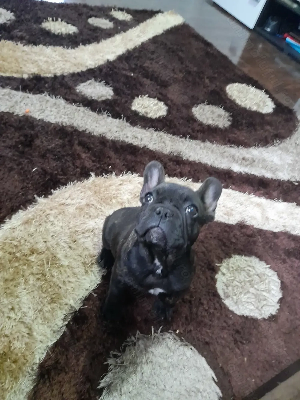 Bulldog francez talie mica fetiță 