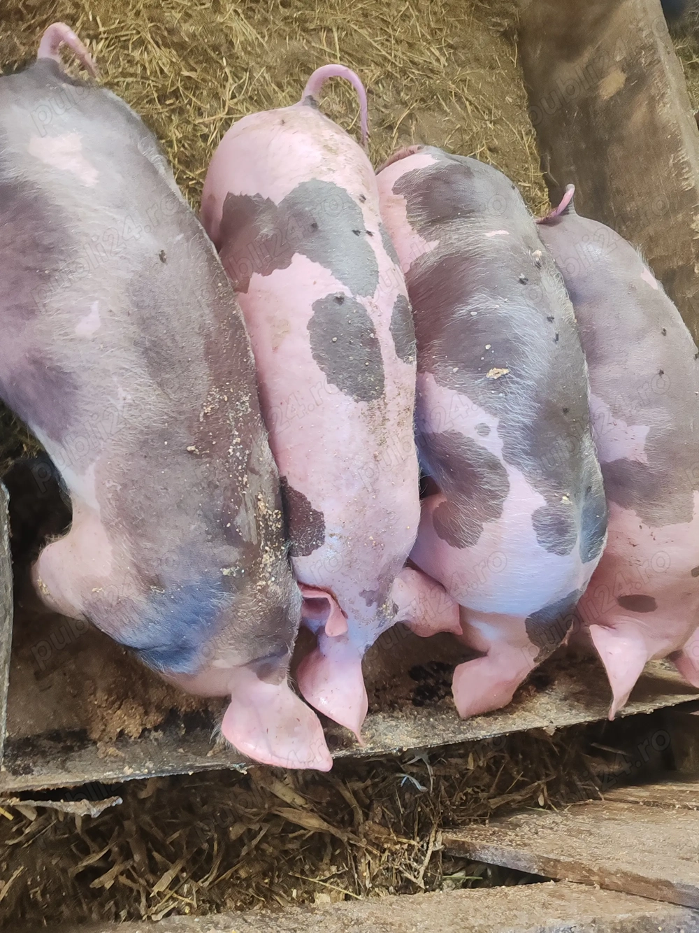 Vand purceii foarte frumosi