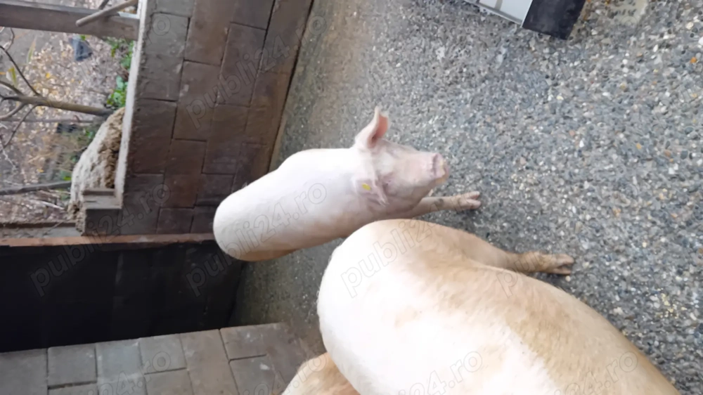 Vand porci crescuti cu porumb si orz