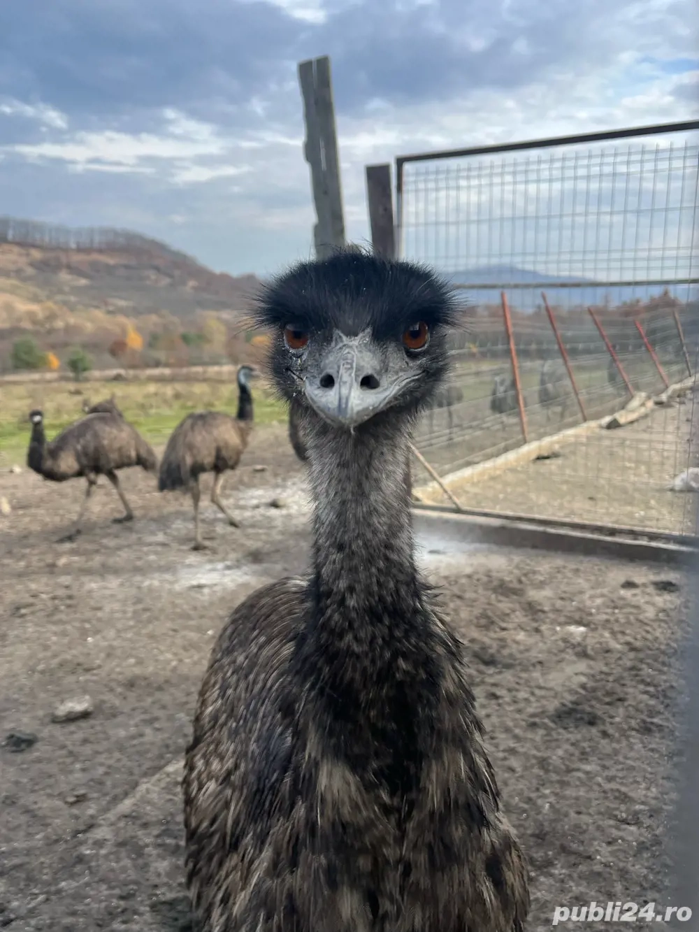 vand diverse animale de ferma