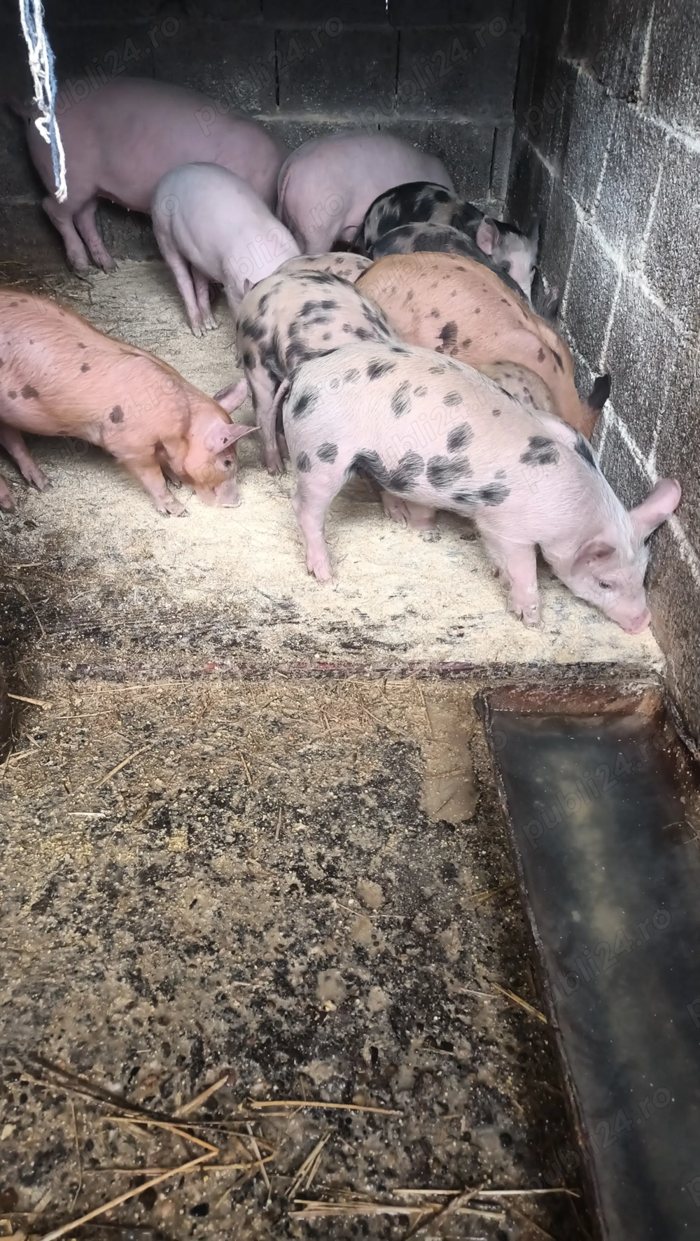 Purcei de vanzare de 8 saptamani