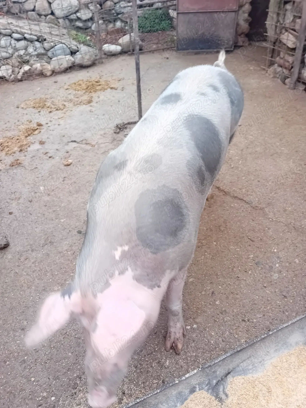 Porc pietrain de vânzare 