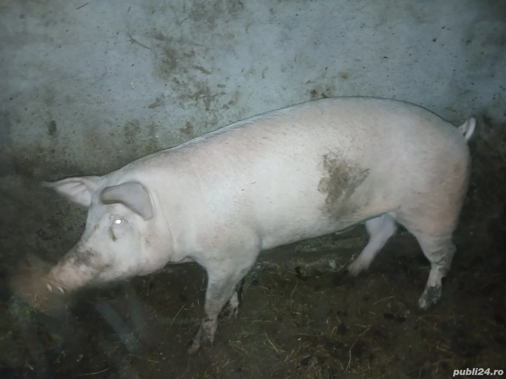 Porci și purcei de vânzare