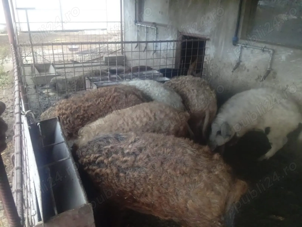 De vanzare porci mangalita crescuti natural