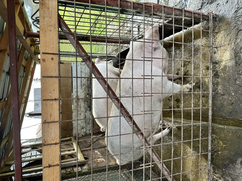 Porci de vanzare - crescuti la casa