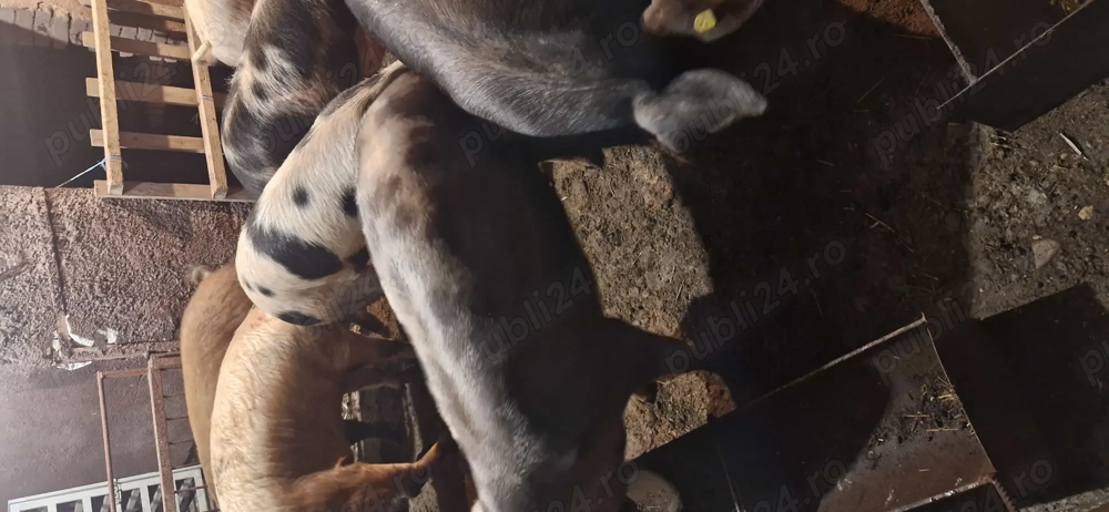 Porci de vânzare   