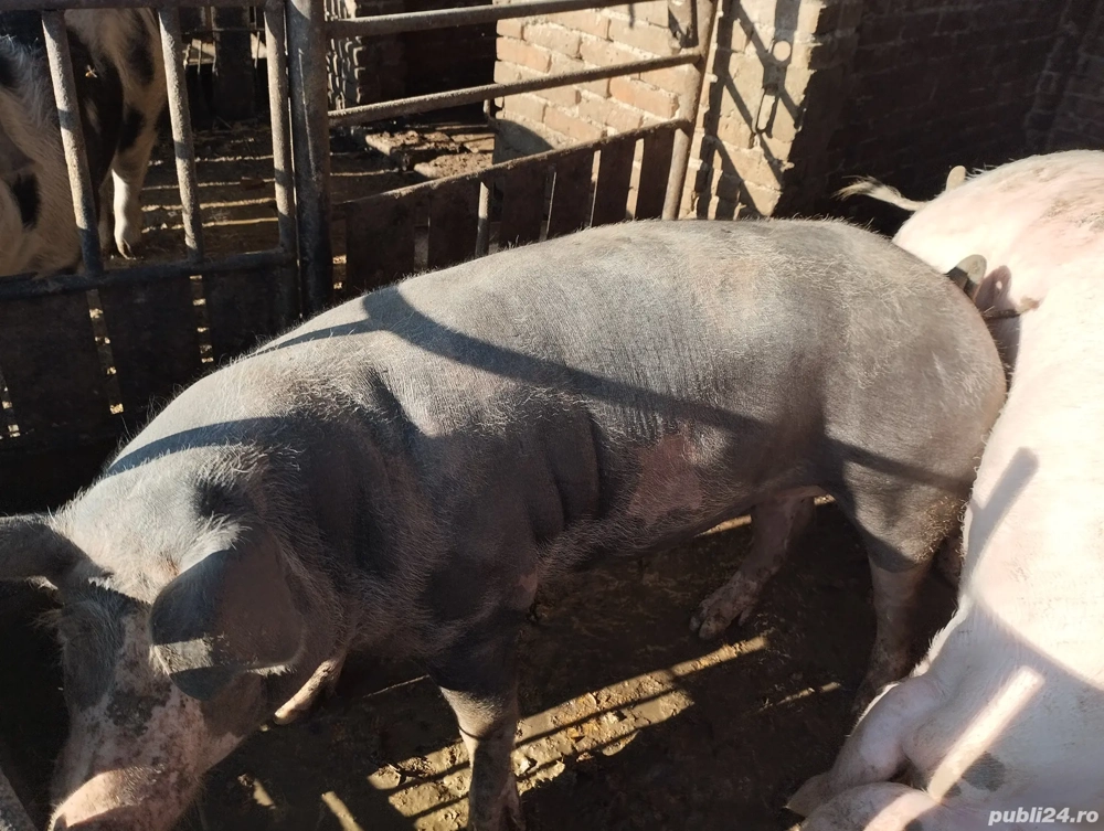 porci de vînzare 