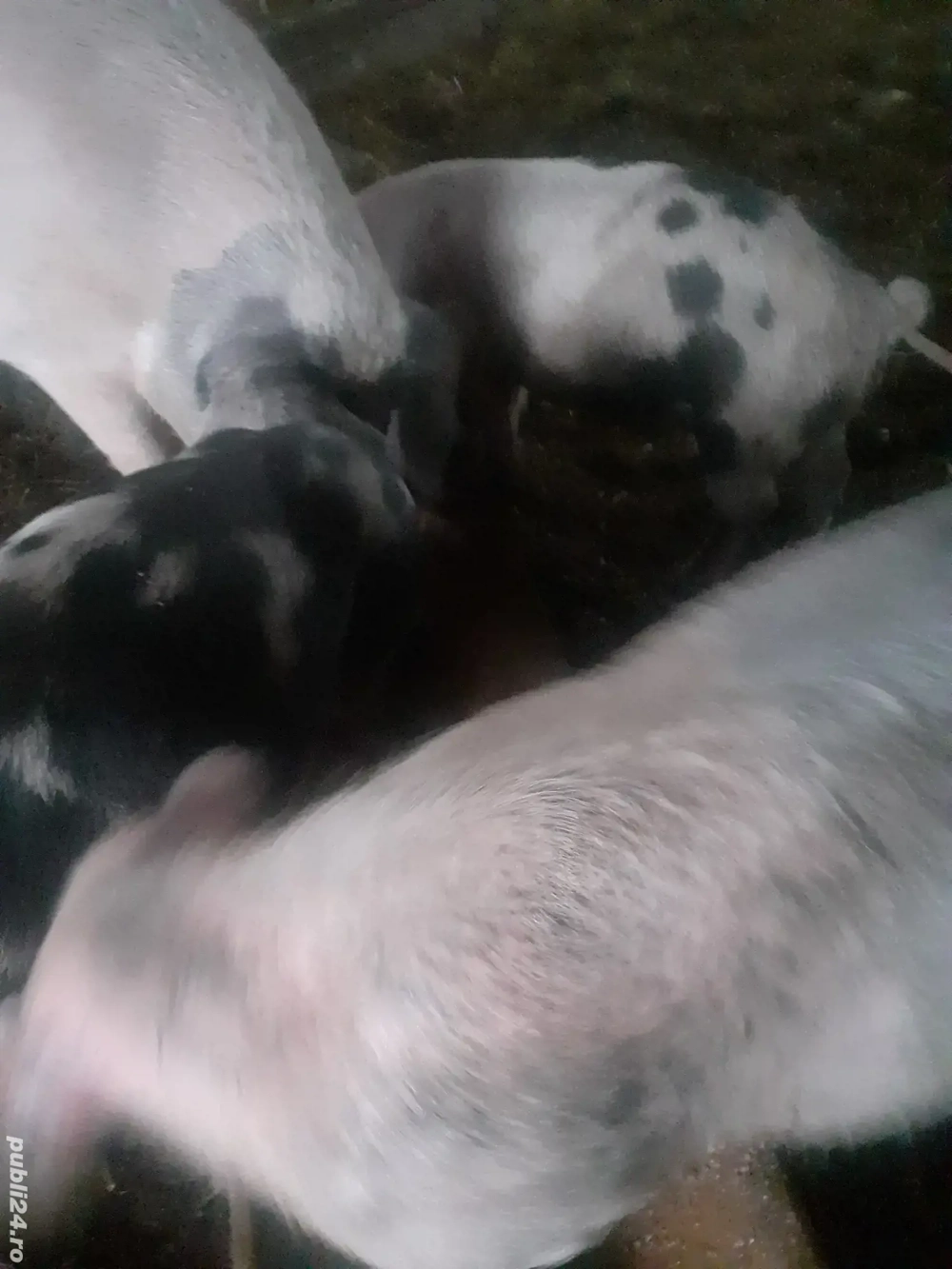 vând porci de sacrificat crescuti bio in propria gospodarie 