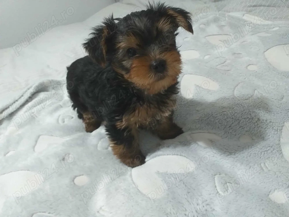 Yorkshire terrier toy de vanzare