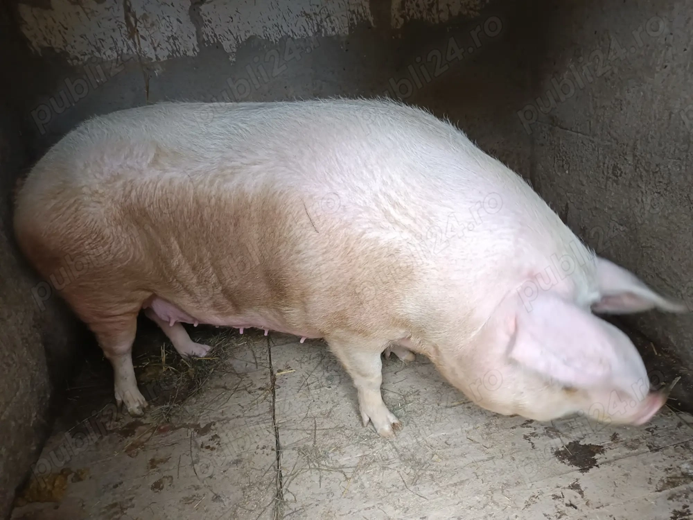 Vând porc Landras  cu greutate de 300 de kg poate 330 cu 15lei pe kg în viu  negociabil 