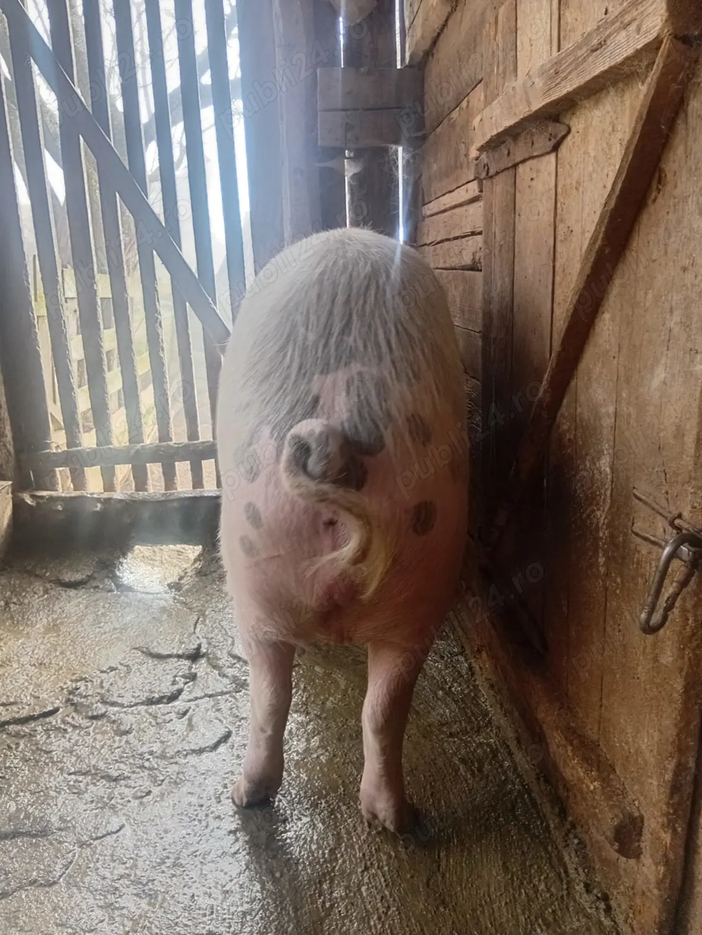 Vand porc de scrificat între 130-150 de kg