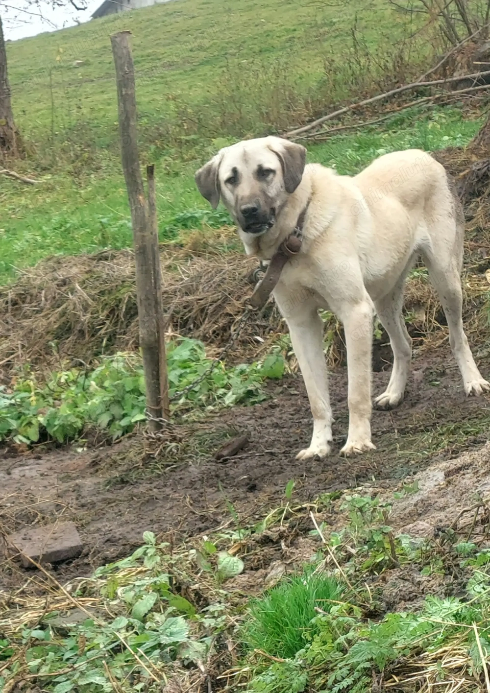Kangal  cuminte   , jucăuș  