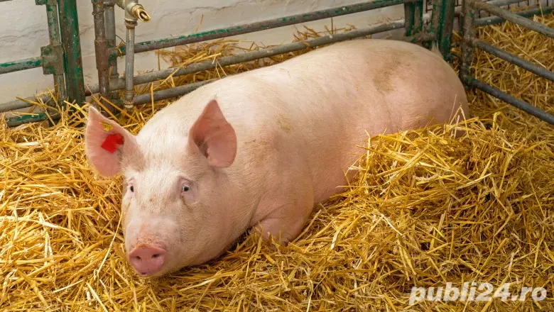 Vând porc 15 lei kilogramul 