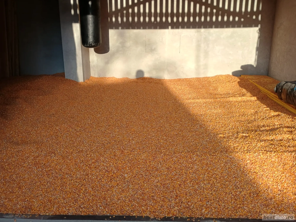 De vânzare porumb producția 2025 foarte frumos 