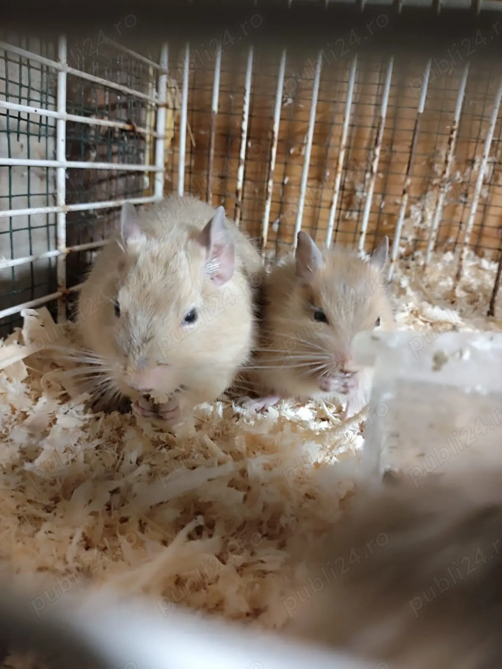 Veverițe Degu, domestica. 