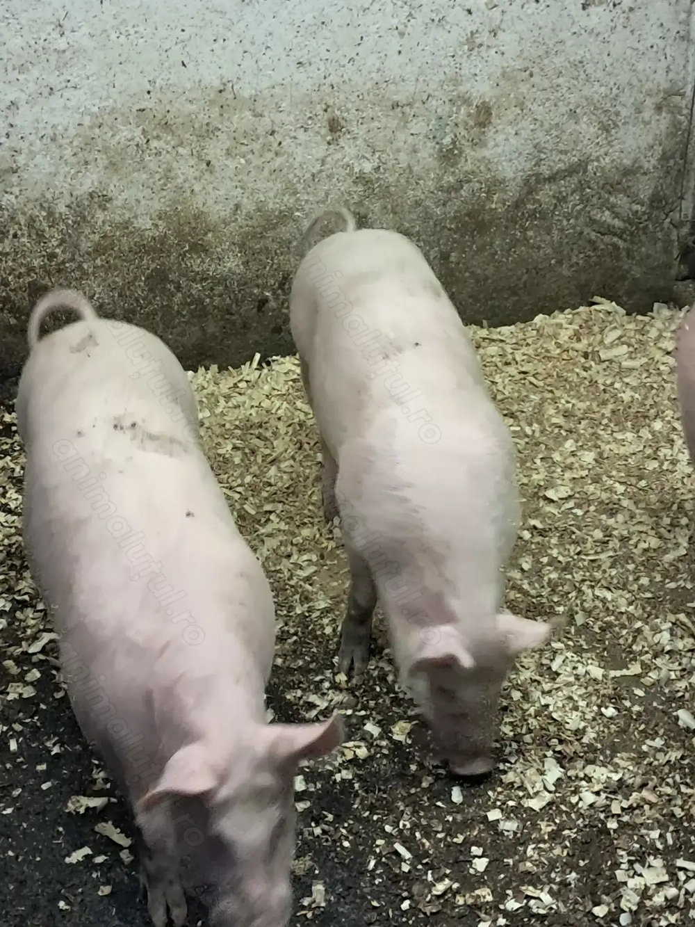 Vând șoldani de 3 luni