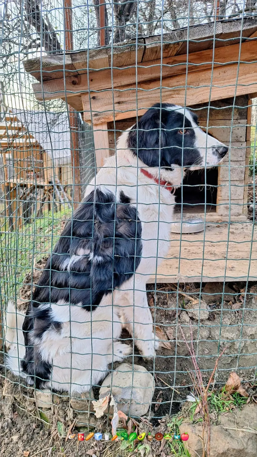 Vand femela bucovinean adult