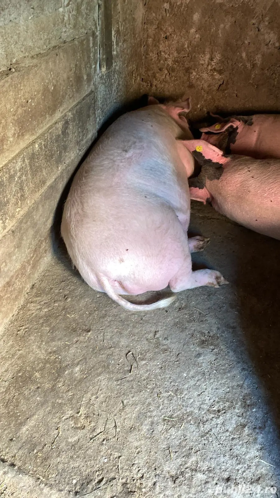 Vând porc pentru sacrificat