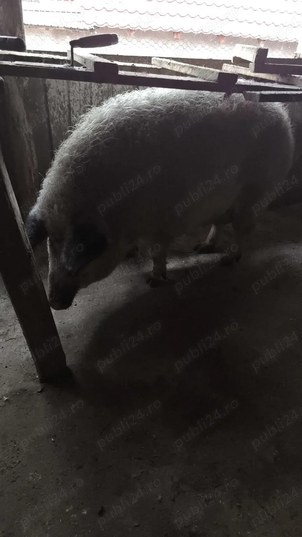 Vand porci mangalita