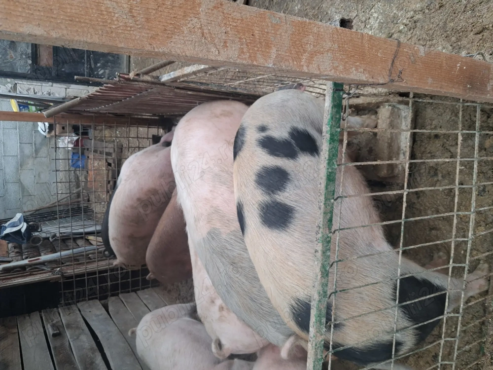 Vand porci crescuți natural in gospodăria proprie 18 lei kg!!