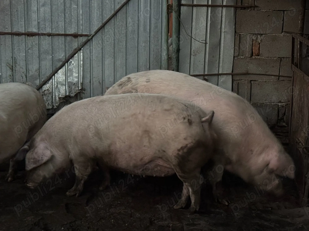 Vând porci pentru Crăciun și purcei