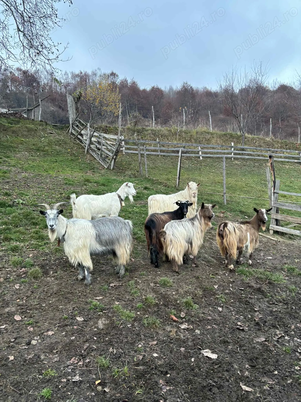 Vând 5 capre și un Țap