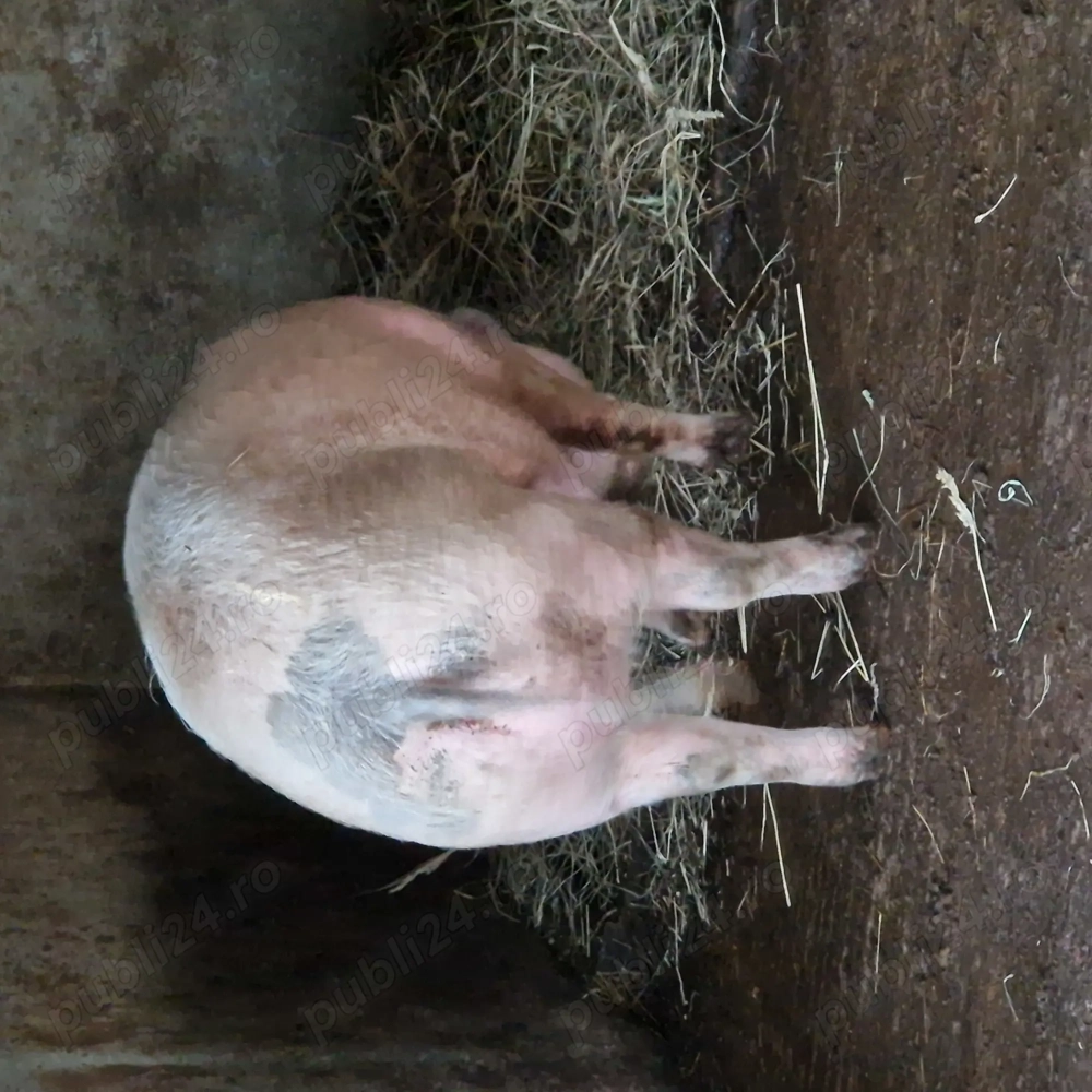 Porci de casa pentru craciun