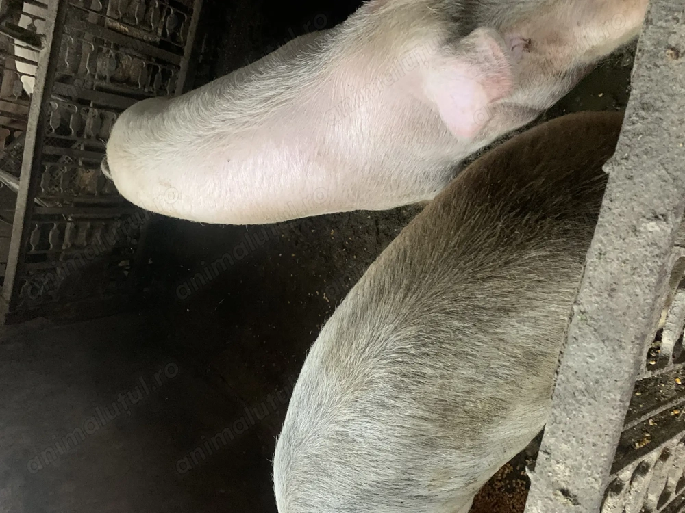 Vând porci 100-170 kg